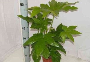 Fatsia fotografie japoneză, îngrijire, reproducere, rezolvarea problemelor