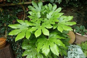 Fatsia fotografie japoneză, îngrijire, reproducere, rezolvarea problemelor