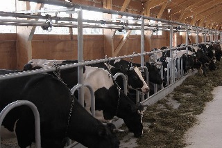 Ferma pentru vaci de lapte, întreținerea de vaci într-o fermă, vaci de lapte, fermă pentru vaci de lapte