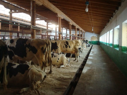 Ferma pentru vaci de lapte, întreținerea de vaci într-o fermă, vaci de lapte, fermă pentru vaci de lapte