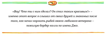 Glorypets - opinie a directorului companiei fish4dogs despre dietele de pește pentru câini