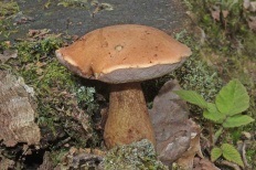 Gorchak (tylopilus felleus)