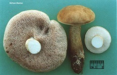 Gorchak (tylopilus felleus)