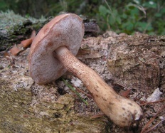 Gorchak (tylopilus felleus)