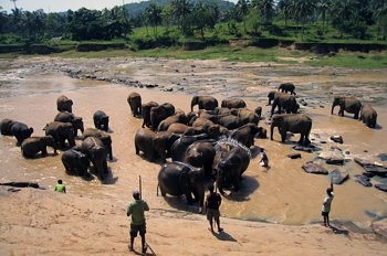 Pinava város és elefánt óvoda a Srí Lanka turisztikai információkkal