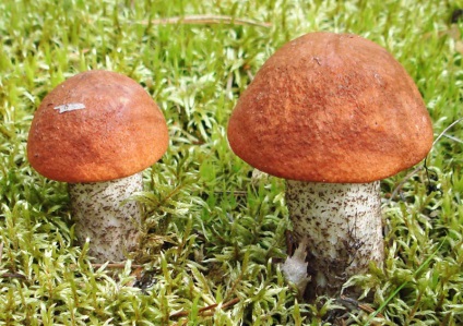 Boletus de ciuperci - fotografie, descriere