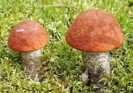 Gomba boletus - fénykép, leírás