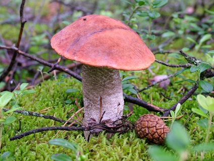 Gomba boletus - fénykép, leírás