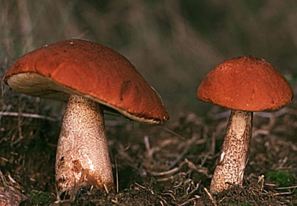 Gomba boletus - fénykép, leírás