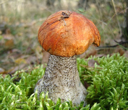 Boletus de ciuperci - fotografie, descriere