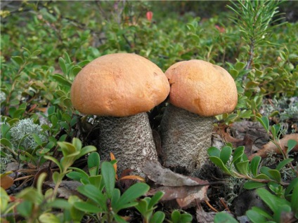 Gomba boletus - fénykép, leírás