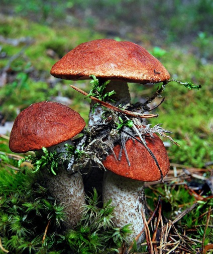 Gomba boletus - fénykép, leírás