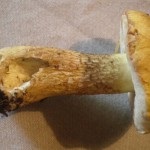 Ciuperci bilios comestibile sau nu, cum să se facă distincția de amar de la alb și poderezozovika, dacă este posibil să mănânce