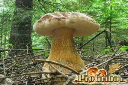 Mushroom жлъчния годни за консумация или не, как да се прави разлика между bitterling от бял манатарки и дали има