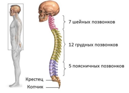 Vertebrele toracice prezintă o structură anatomică