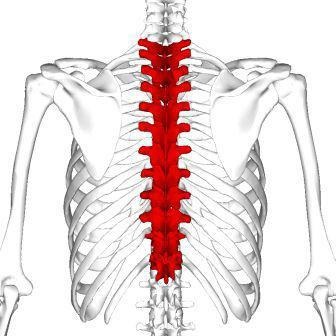 Structura și caracteristicile vertebrelor toracice