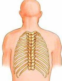 Structura și caracteristicile vertebrelor toracice