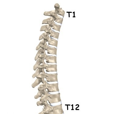 Structura și caracteristicile vertebrelor toracice