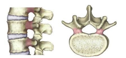 Structura și caracteristicile vertebrelor toracice