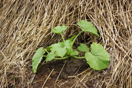 Pat pentru dovlecei cum se face din resturile de legume - frunze, iarbă uscată, ramuri