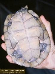 Guyanese Python Turtle