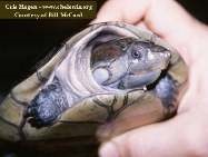 Guianese Python Turtle