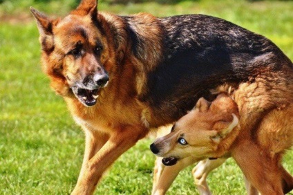 Informații interesante despre luptele cu câini - sursa bunei dispoziții
