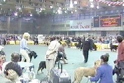 Rezultatele spectacolului de câine - Eurasia 2000