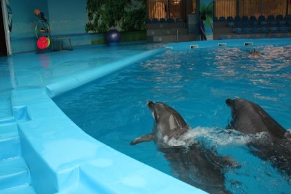 Hogyan tanították a delfint kazah - hírek, lakókocsi