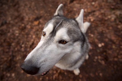 Cum să fotografiezi un animal de companie în mișcare