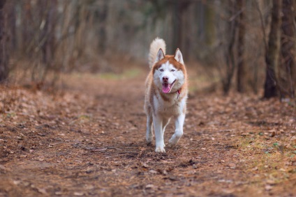 Cum să fotografiezi un animal de companie în mișcare