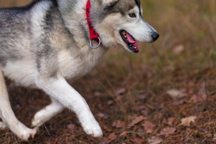 Cum să fotografiezi un animal de companie în mișcare