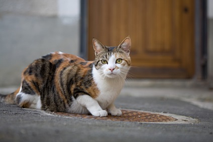 Cum sa faci poze cu animalele de companie