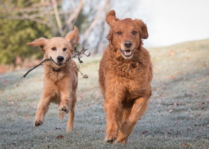 Cum sa faci poze cu animalele de companie