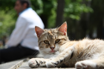 Cum să fotografiezi pisicile, fantezia