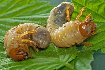 Care sunt căile de combatere a larvei gândacului mai