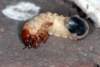 Care sunt căile de combatere a larvei gândacului mai