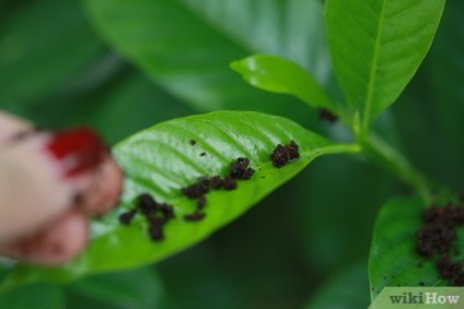 Cum să utilizați cafeaua din mașina de cafea