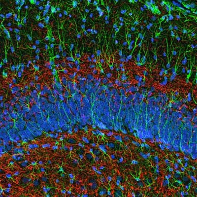 Cum ne amintim neuronii gustul, stiinta si viata?