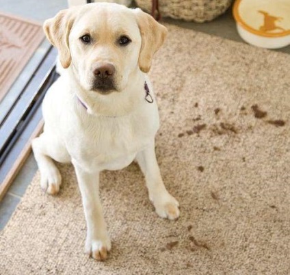 Hogyan tisztítsuk meg a szőnyeget?