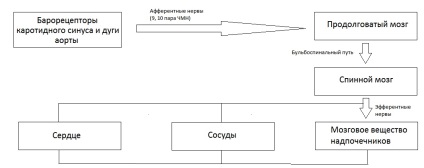 Melyek a vérnyomás szabályozásának mechanizmusai, és miért válik magasabbra a normálisnál, mi okozza?