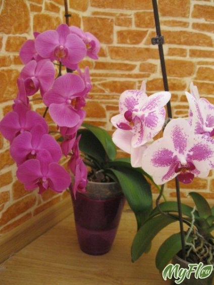 Hogyan barátkozni egy orchidea