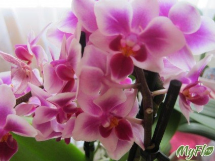 Hogyan barátkozni egy orchidea
