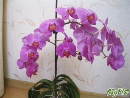 Cum sa faci prieteni cu o orhidee