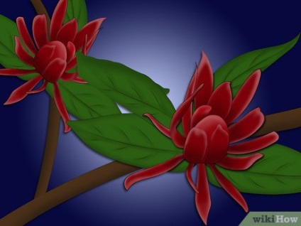 Как да се засадят calycanthus Флорида