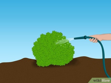 Как да се засадят calycanthus Флорида