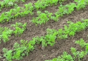 Cum să planteze morcovi la plantarea morcovilor, ce morcovi să planteze, cum să plantezi morcovii în mod corespunzător