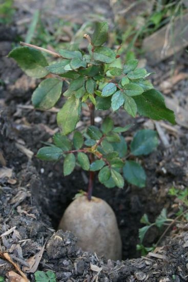 Cum să plantezi trandafiri tăiați - butași de trandafiri, ideile mele pentru dăruire și grădină