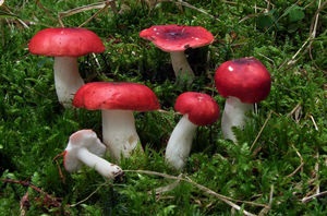 Hogyan főzni főtt russula otthon, gomba helyén