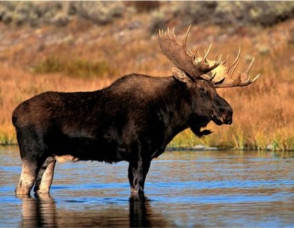 Cum de a vâna în mod corespunzător pentru elk